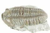 Prone Flexicalymene Trilobite - Mt Orab, Ohio #380322-1